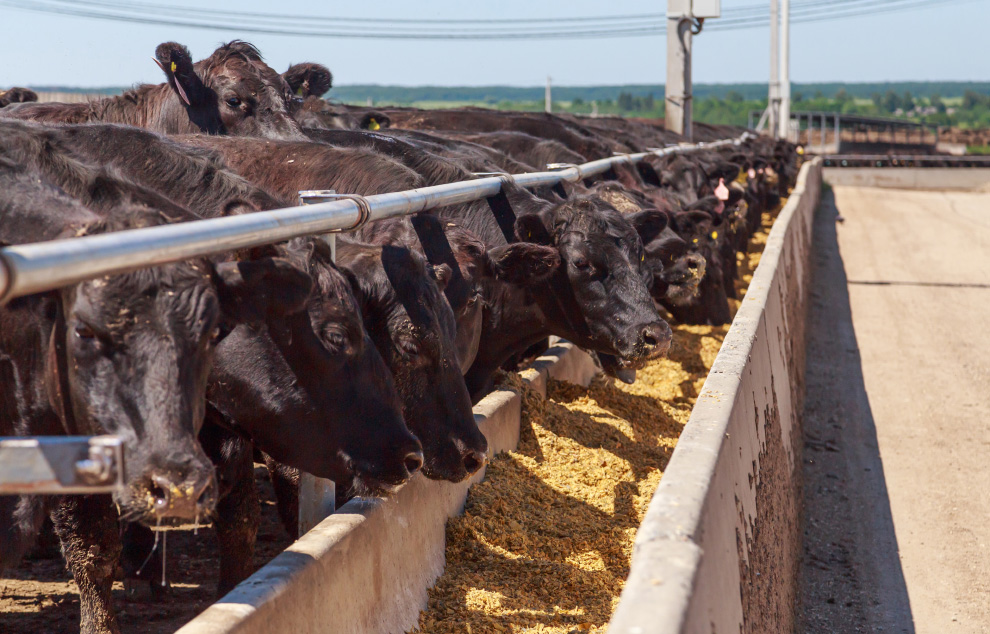 TAP FEED Feedlot